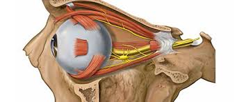Orbit & Oculoplasty Services Image